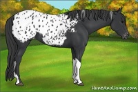 Horse Color:Black Tobiano Appaloosa 