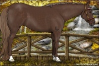 Horse Color:Liver Chestnut