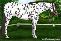 Horse Color:Liver Chestnut Near Leopard 