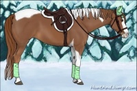 Horse Color:Chestnut Splash Tobiano
