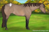 Horse Color:Bay Dun Appaloosa 