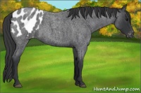 Horse Color:Blue Roan Appaloosa