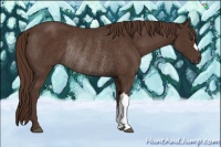 Horse Color:Liver Chestnut Rabicano 