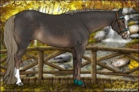 Horse Color:Liver Chestnut Sabino 