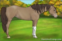 Horse Color:Classic Champagne 