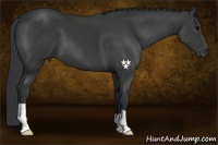 Horse Color:Black 