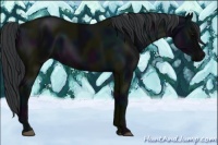Horse Color:Midnight Black 