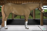 Horse Color:White Spotted Chocolate Palomino