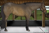 Horse Color:Buckskin Dun