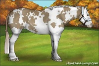 Horse Color:White Spotted Red Dun Splash 