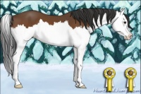 Horse Color:Bay Splash 