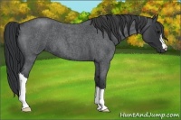 Horse Color:Blue Roan 