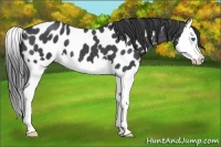 Horse Color:Blue Roan Splash Appaloosa 