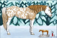 Horse Color:Red Roan Splash Appaloosa 