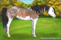 Horse Color:Bay Ice Splash 