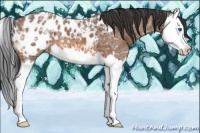 Horse Color:Bay Ice Splash Appaloosa 