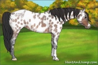Horse Color:Bay Ice Roan Appaloosa 