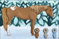 Horse Color:Red Roan Appaloosa 
