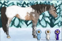 Horse Color:Brown Ice Appaloosa 