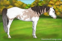 Horse Color:Bay Ice Roan Splash Appaloosa Rabicano 