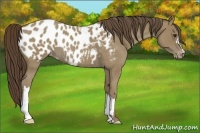 Horse Color:Classic Champagne Roan Near Leopard 