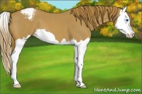 Horse Color:Red Roan Splash Snowcap 