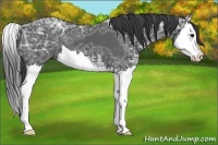 Horse Color:Black Ice Splash 