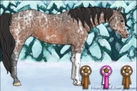Horse Color:Bay Ice Roan Appaloosa 