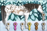 Horse Color:Brown Roan Splash Near Leopard 
