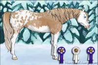 Horse Color:Chestnut Ice Splash Appaloosa 