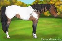 Horse Color:Bay Roan Near Fewspot 