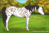 Horse Color:Bay Roan Splash Near Leopard Rabicano 