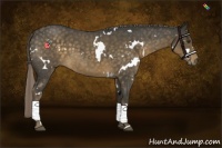 Horse Color:White Spotted Chocolate Palomino Roan 