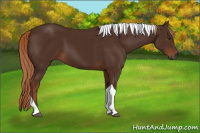 Horse Color:Gray Chestnut Tobiano 