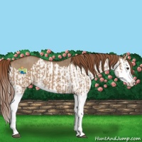 Horse Color:Red Dun Splash and Red Dun Splash