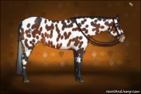 Horse Color:Bay Near Leopard