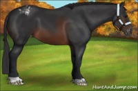 Horse Color:Brown Appaloosa 