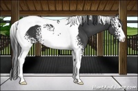 Horse Color:White Spotted Black Tobiano 