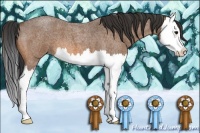 Horse Color:Bay Roan Splash