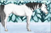 Horse Color:Blue Roan Splash Appaloosa Rabicano 