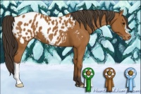 Horse Color:Bay Appaloosa 