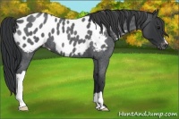 Horse Color:Blue Roan Near Leopard 