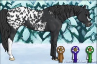Horse Color:Black Near Leopard 