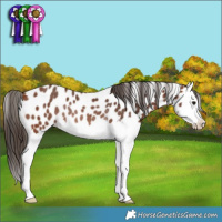 Horse Color:Bay Splash Appaloosa Rabicano 