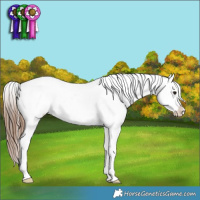 Horse Color:Bay Splash Appaloosa Rabicano 