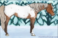 Horse Color:Silver Bay Roan Appaloosa 