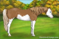 Horse Color:Chestnut Splash 