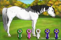 Horse Color:Gray Blue Roan Splash Appaloosa 