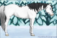 Horse Color:Blue Roan Splash Appaloosa 