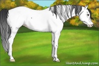 Horse Color:Black Splash Appaloosa 